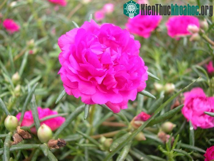 Kỹ thuật trồng hoa mười giờ không quá phức tạp và khó khăn. (Ảnh minh họa)