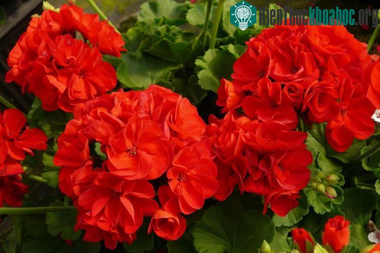 Chăm sóc là bước quan trọng trong kỹ thuật trồng cây