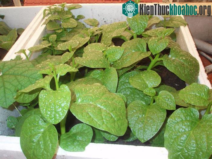 Cây trồng trong thùng xốp sẽ cho thu hoạch sớm hơn