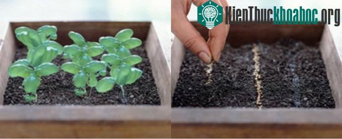 Kỹ thuật trồng cây rau thơm có thể bằng cách gieo hạt hoặc giâm cành