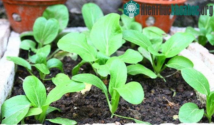 Rau cải xanh có thể được gieo hạt hoặc trồng bằng cây con