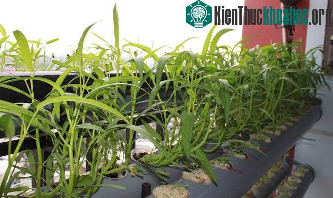 Không gian mở ngoài cửa sổ là địa điểm thích hợp để trồng rau trong nhà