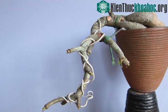 Nên dùng dây kẽm để uốn cành cho cây