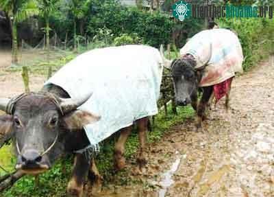 Mặc thêm áo cho trâu bò.