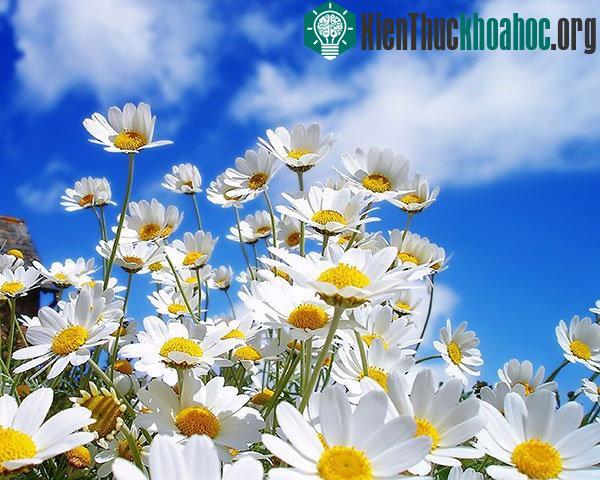 Loài hoa mỏng manh này có nhiều màu sắc đa dạng