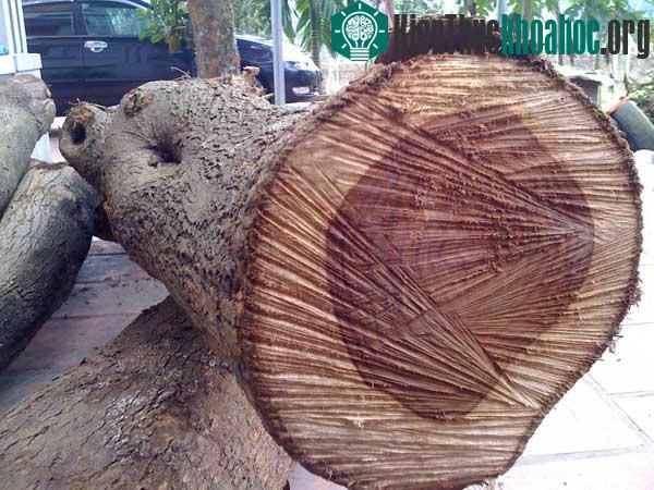 Cây sưa là loài cây quý hiếm và có hiệu quả kinh tế cao