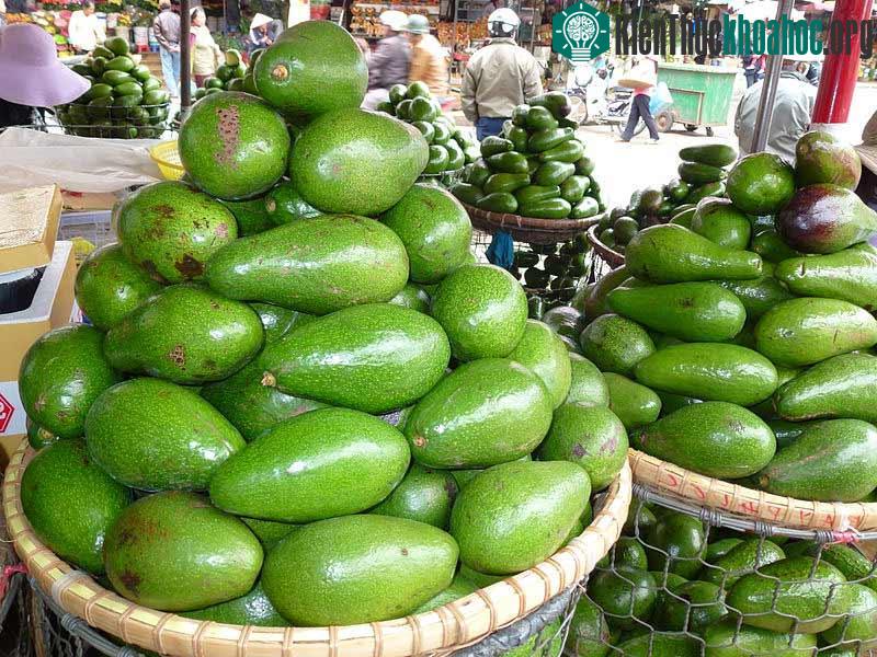 Cây bơ được trồng rộng rãi ở nhiều nơi nhờ lợi nhuận kinh tế