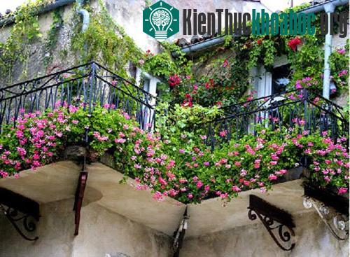 Không chỉ kỹ thuật trồng cây, kỹ thuật chăm sóc hoa cảnh cũng cần chế độ bón phân hợp lý