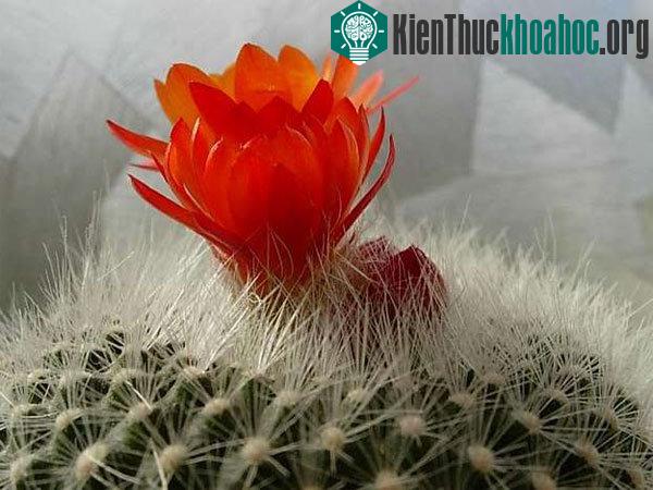 Cần chú ý nhiệt độ khi trồng và chăm sóc xương rồng. (Ảnh minh họa)