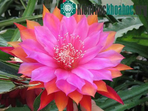 Trồng hoa quỳnh tươi tốt không cần quá nhiều phân bón và chăm sóc kĩ càng. (Ảnh minh họa)