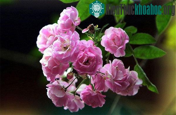 Người trồng hoa không những phải tuân thủ đúng kỹ thuật trồng hoa mà cũng cần chăm sóc hoa đúng cách. (Ảnh minh họa)