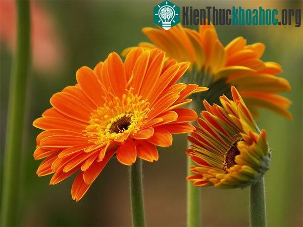 Kỹ thuật trồng hoa đồng tiền đòi hỏi người trồng hoa phải để ý cải thiện các điều kiện môi trường xung quanh.&nbsp;