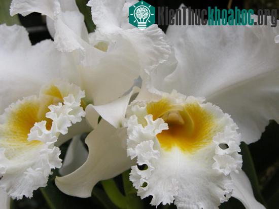 Một số kinh nghiệm trồng hoa lan ảnh 2