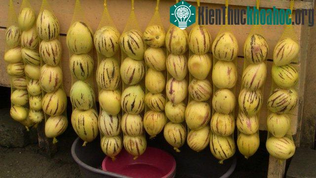 Đây là giống dưa giống như họ cà chua, cà tím nên dễ bị sâu bệnh