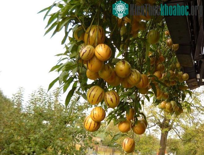 Cách trồng dưa pepino sai quả trong chậu cho mọi nhà ảnh 23