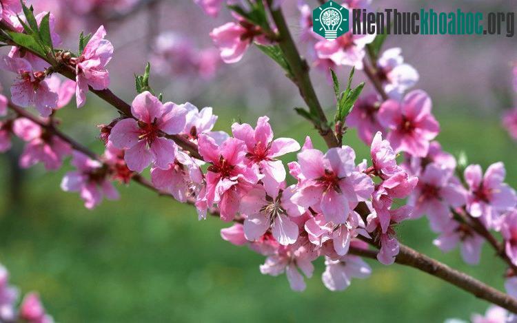 Đào trồng chậu thì cần thường xuyên tưới nước cứ khi nào thấy đất trên miệng chậu khô là phải tưới nước.