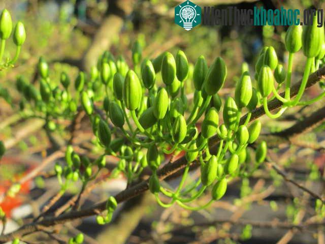 Thấy lá mai vàng úa sắp rơi rụng, nụ mai đã khá to, có thể hoa mai sẽ nở sớm hơn Tết.