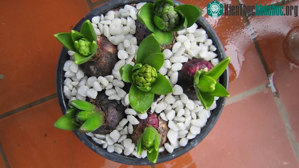 Kỹ thuật trồng cây hoa tiên ông trong chậu cũng là một hướng đi không tồi.