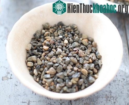 Cách trồng hoa thủy tiên bằng sỏi.