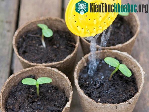 Tưới nước đều đặn là yếu tố quan trọng nhất trong công đoạn thứ 3 của quy trình kỹ thuật trồng hoa