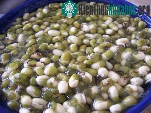 Hạt giống được ngâm đúng kỹ thuật trồng cây sẽ có tỉ lệ nảy mầm cao hơn.