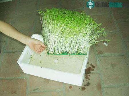 Cần chú ý tới nước và ánh sáng trong kỹ thuật trồng cây, rau mầm thủy canh