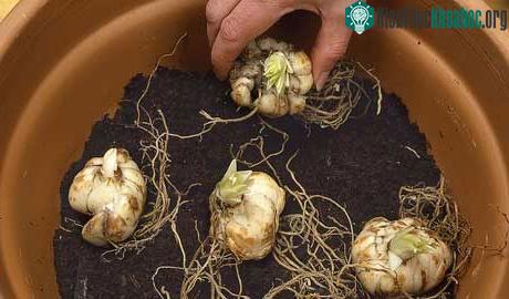 Nên chú ý bước chọn đất và trộn giá thể trong quy trình kỹ thuật trồng hoa.
