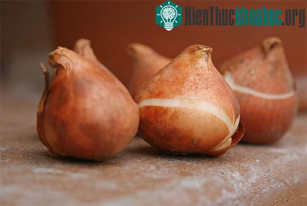 Chọn củ giống khỏe mạnh là một trong những bước quan trọng nhất trong kỹ thuật trồng hoa tulip.