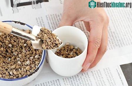 Bước đầu tiên trong quy trình kỹ thuật trồng hoa sen đá. (Ảnh minh họa).