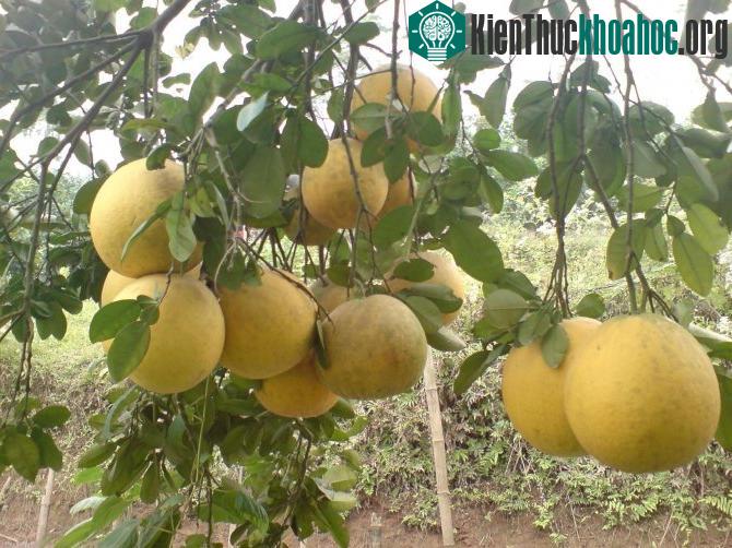 Kỹ thuật trồng cây bưởi Diễn cũng rất chú trọng đến khâu chăm sóc, cắt tỉa