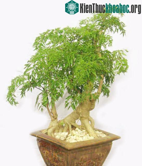 Loài cây này là một vị thuốc quý