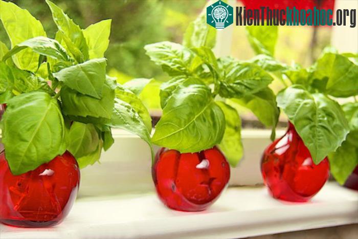 Không chỉ trồng trên đất mà có thể áp dụng cả phương pháp thủy canh.