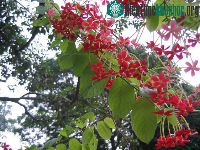 Cây có thể phát triển tốt ở đất cằn cỗi