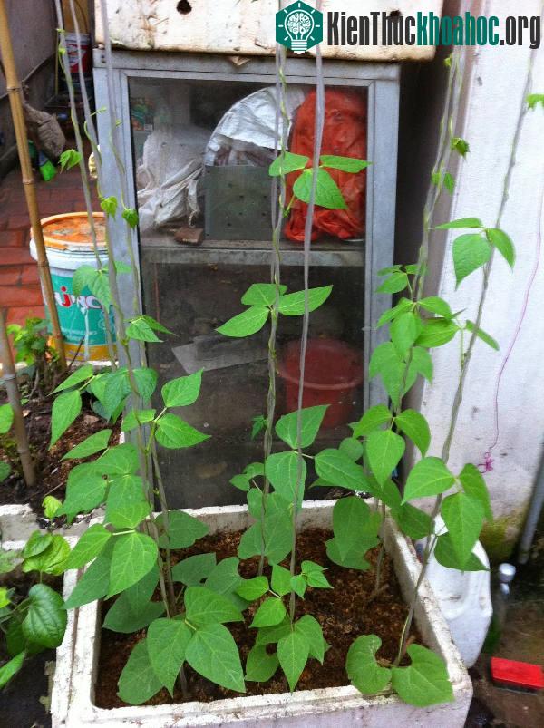 Làm giàn đậu đũa bằng dây