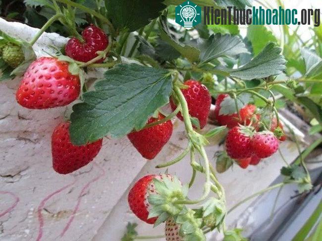 Cách trồng dâu tây đúng cũng cần phụ thuộc vào cách lựa chọn đất