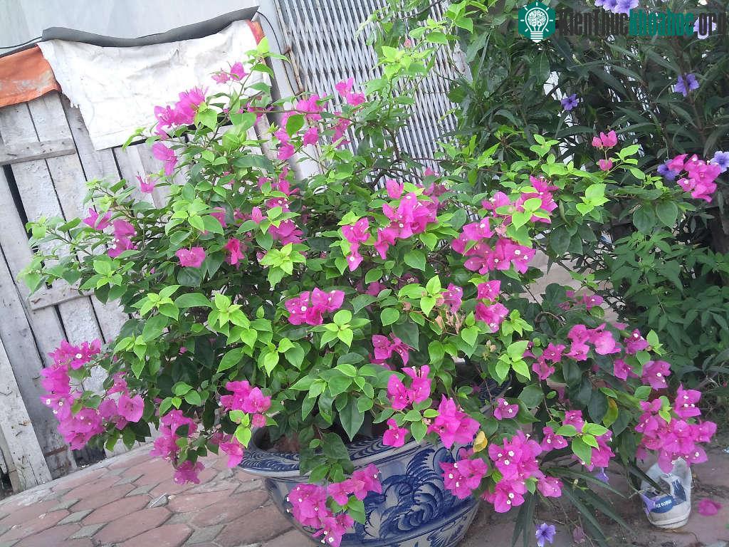 Loài hoa này được trồng rộng rãi ở nhiều nơi