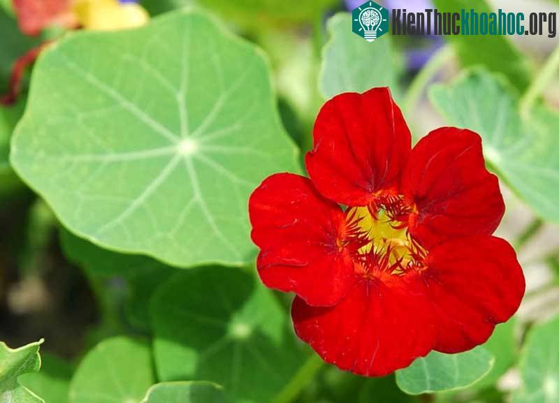 Loài thực vật này có công hiệu đuổi muỗi khá tốt