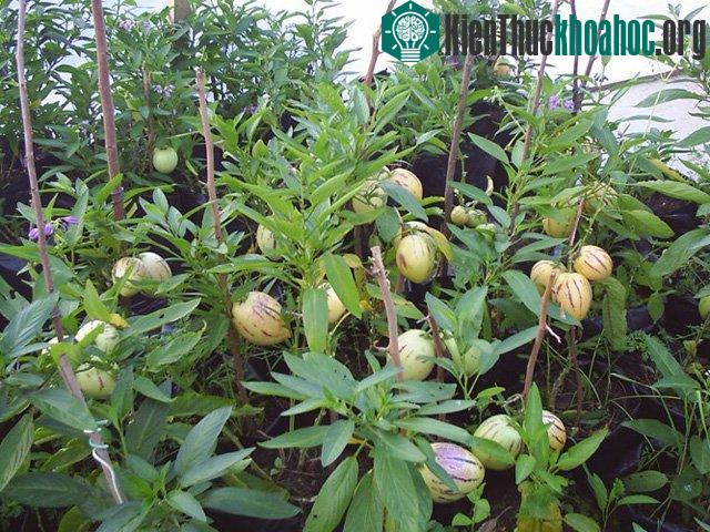 Ở Anh nó còn có một tên gọi khác là Sweet Cucumber