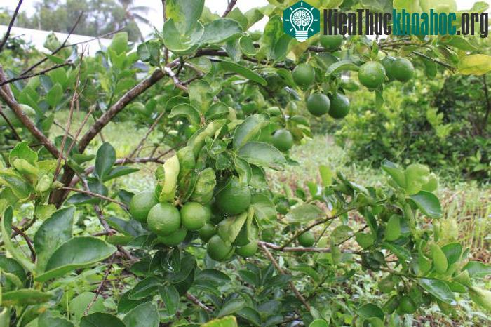 Áp dụng kỹ thuật trồng cây để xử lý cho cây ra hoa, đậu quả tốt nhất