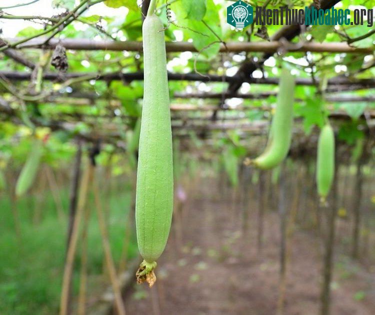 Hệ thống giàn mướp theo kỹ thuật trồng cây cơ bản cho năng suất cao.