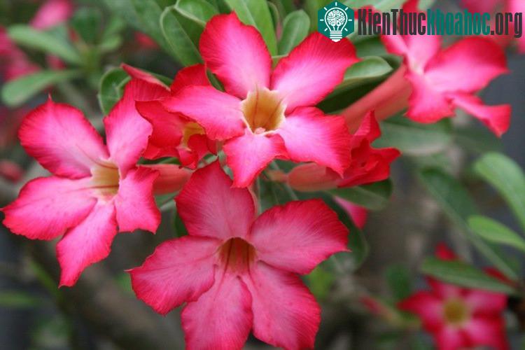 Điều khiển sứ ra hoa theo ý muốn.