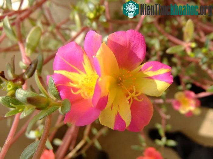 Người trồng có thể ứng dụng kỹ thuật trồng hoa mười giờ bằng hạt để cho ra hoa có màu sắc đặc biệt. (Ảnh minh họa)