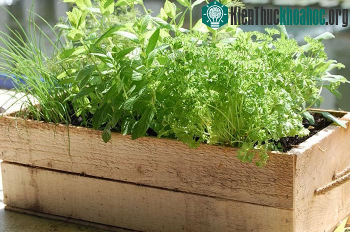 Thường xuyên tưới nước để rau thơm phát triển tốt nhất