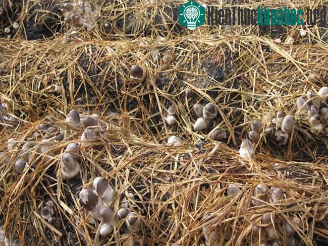 Cần phải tưới nước thường xuyên giữ độ ẩm cho nấm phát triển, không bị sâu bệnh
