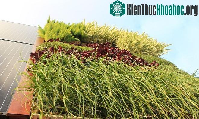 Nhà cây một cột sử dụng pin Mặt Trời