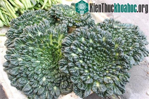 Rau vừa dùng để ăn vừa dùng làm đẹp sân vườn