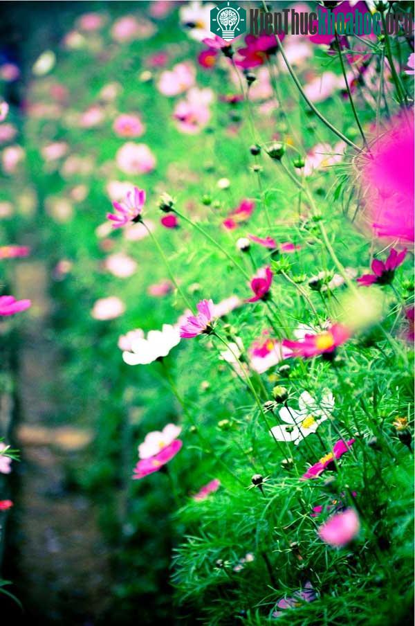 Hoa cánh bướm thường được trồng theo từng hàng