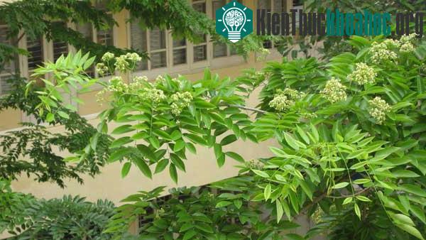 Loài thực vật này từ năm thứ 3 trở đi sẽ tự vươn thẳng đứng