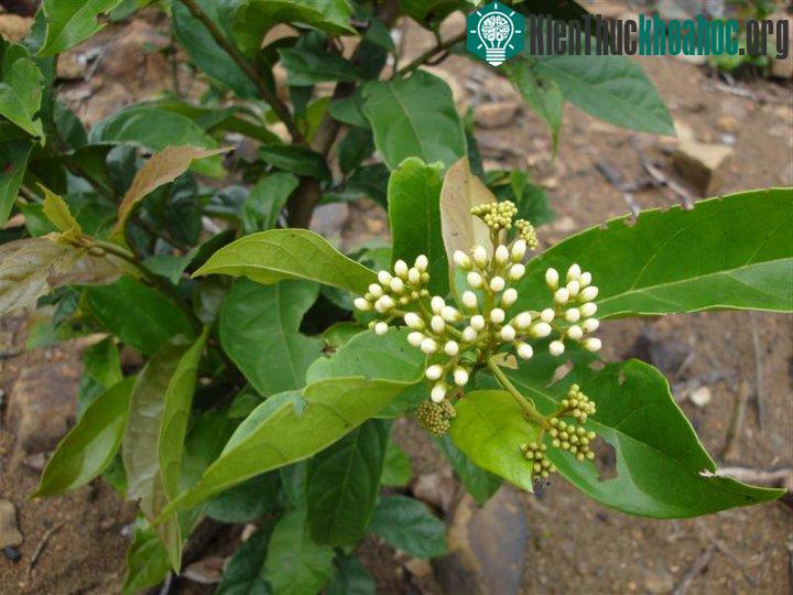 Cây xạ đen hầu như không bị sâu bệnh