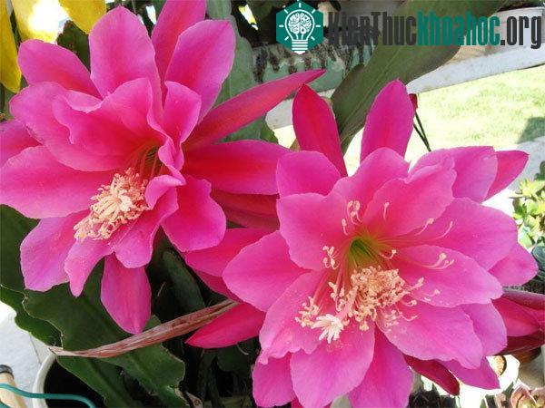 Trồng hoa quỳnh ở nơi có nắng chiếu sẽ giúp cây phát triển mạnh và ra nhiều hoa hơn. (Ảnh minh họa)
